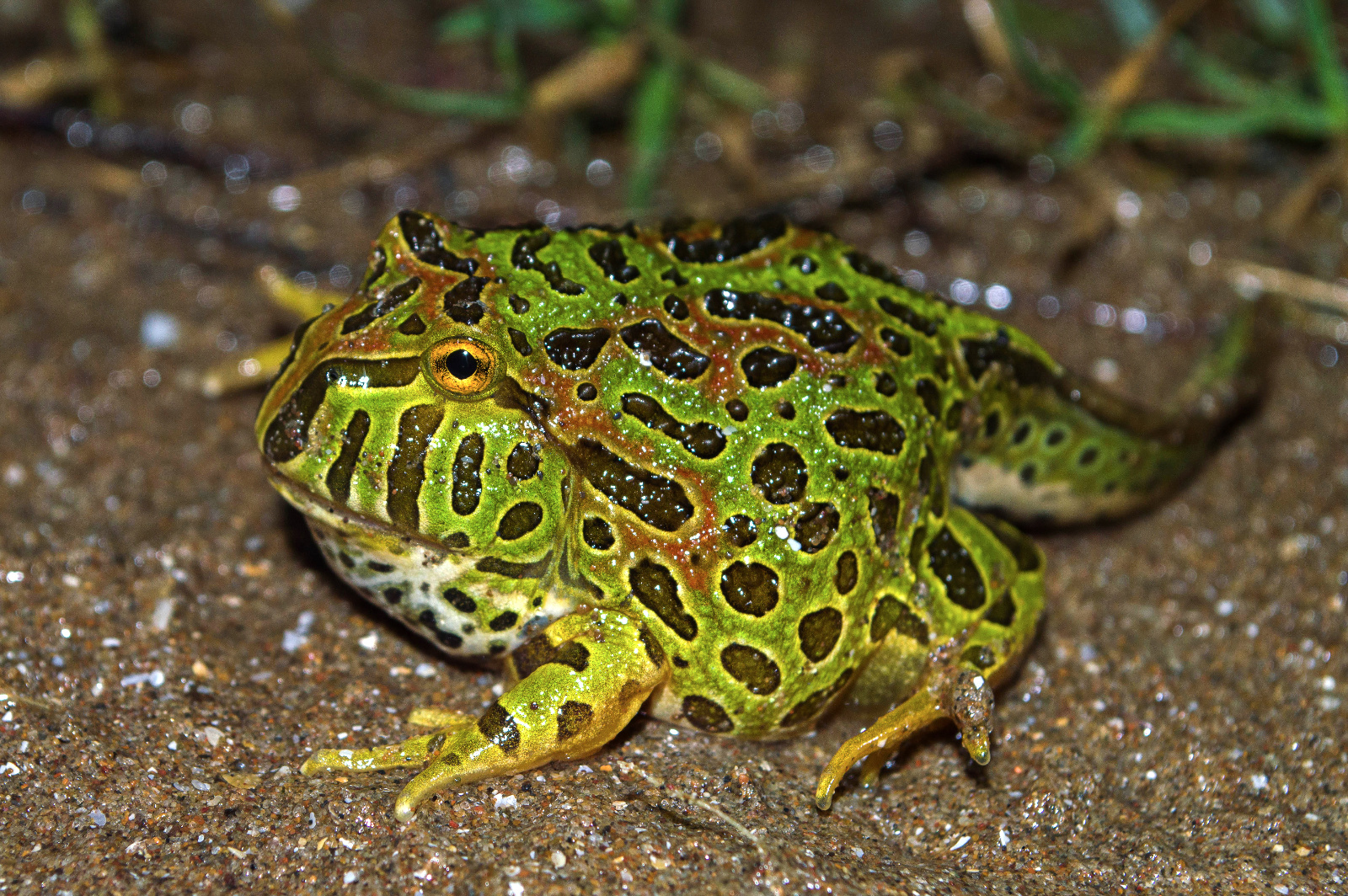 Metamorph   Ph Gabriela Agostini
